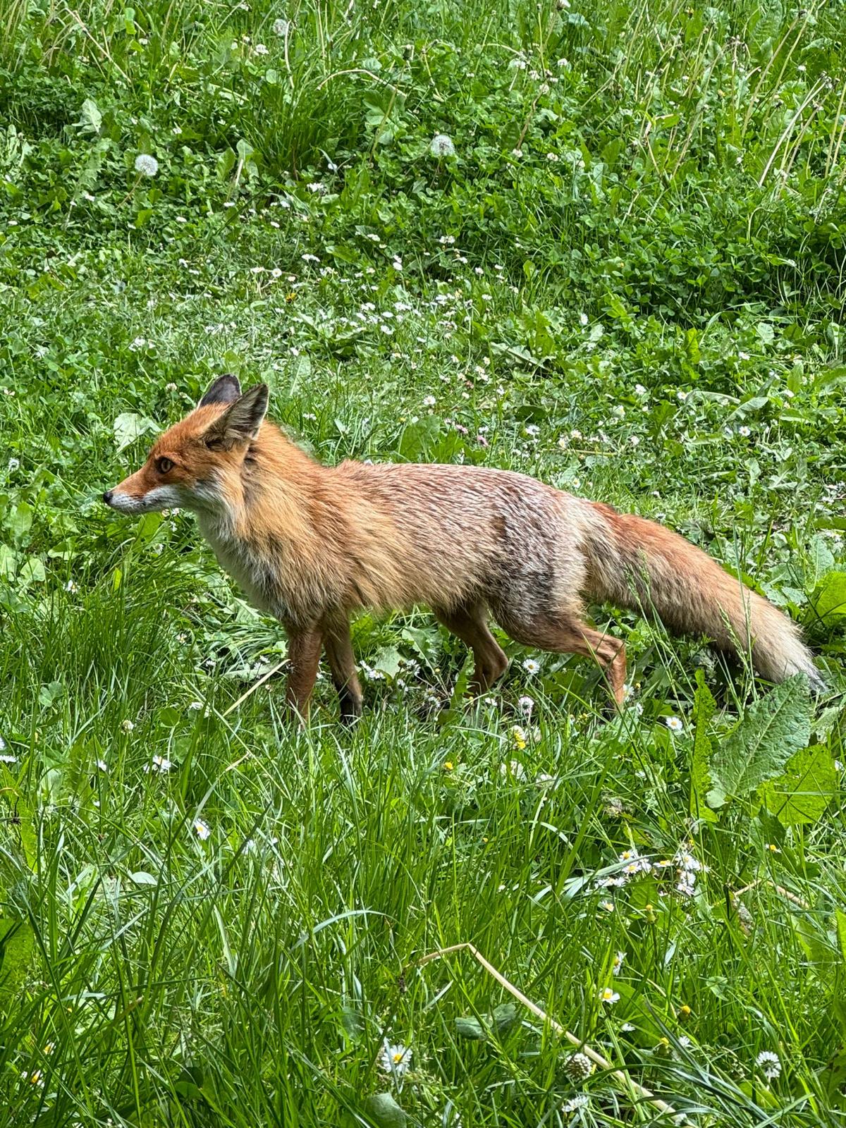 Vulpes vulpes